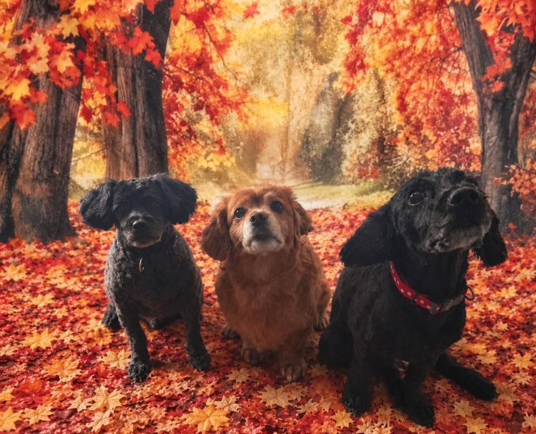Dogs cared for by K9 Shine